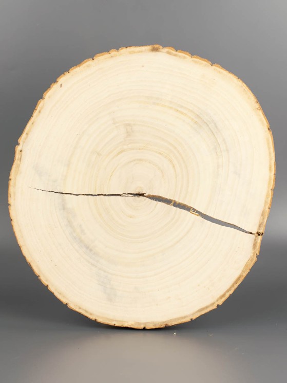 Спил дерева тополь d 22-24 см ТВ-1945