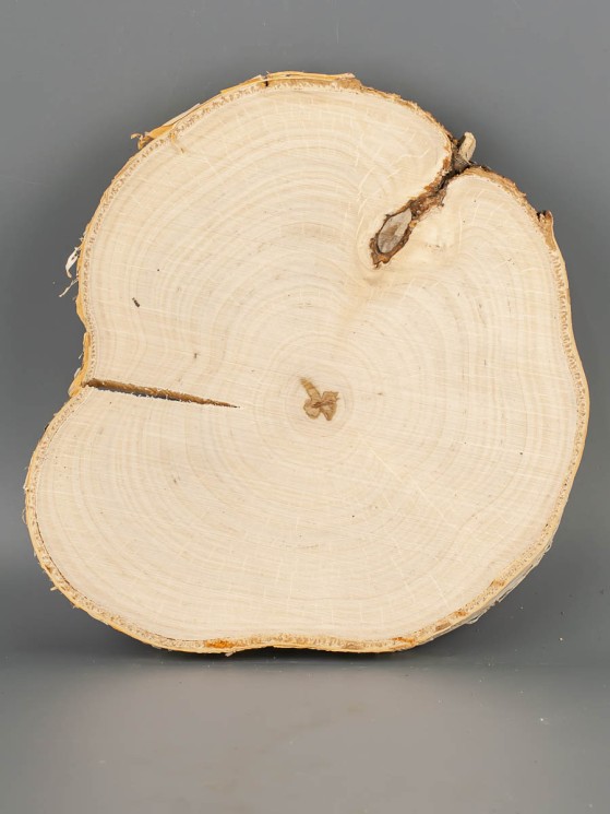 Спил дерева берёза d 17-19 см ТВ-2070