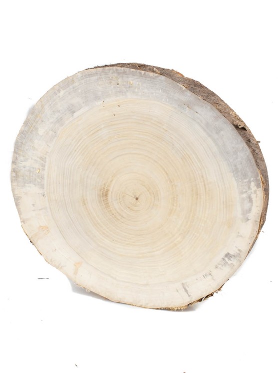 Спил дерева клён d 26-29 см ТВ-1442