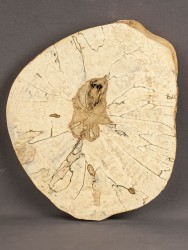 Спил дерева берёза (шпальт) d 22-25 см ТВ-1737