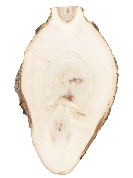 Спил дерева тополь d 19-32 см ТВ-1443