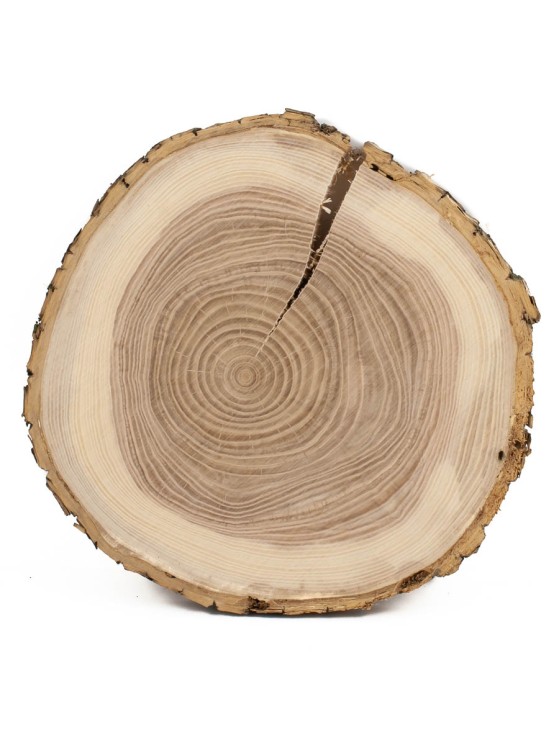 Спил дерева ясень d 19-21 см ТВ-1580