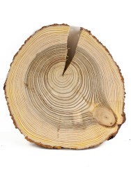 Спил дерева лиственница d 26-27 см, толщина 33-35 мм (1 шт.) ТВ-249