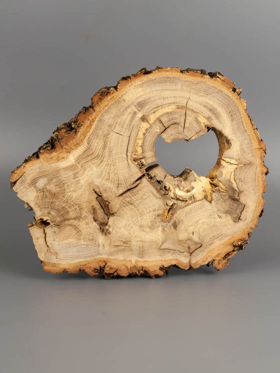 Спил дерева дуб d 18-22 см ТВ-1834