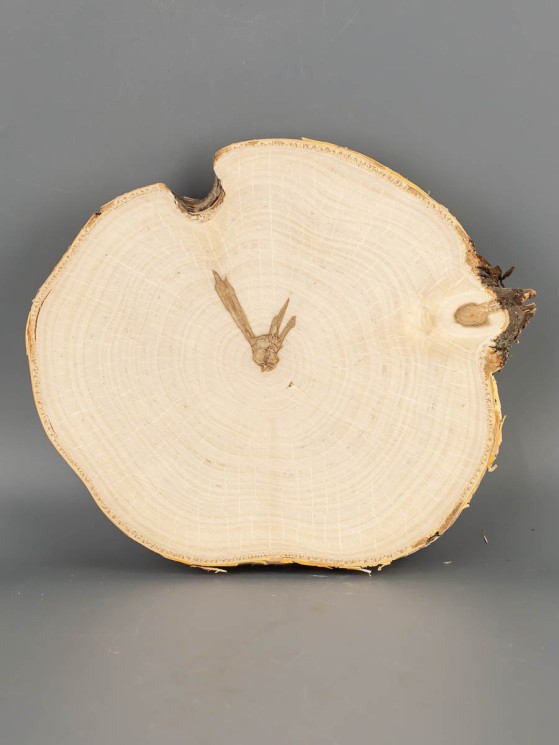 Спил дерева берёза d 18-20 см ТВ-2072