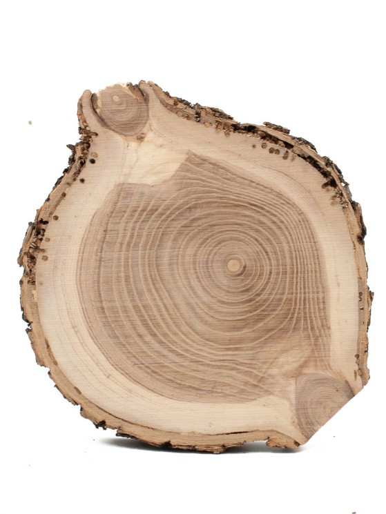 Спил дерева ясень d 10-12 см ТВ-680