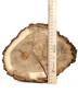 Спил дерева дуб d 17-23 см ТВ-744