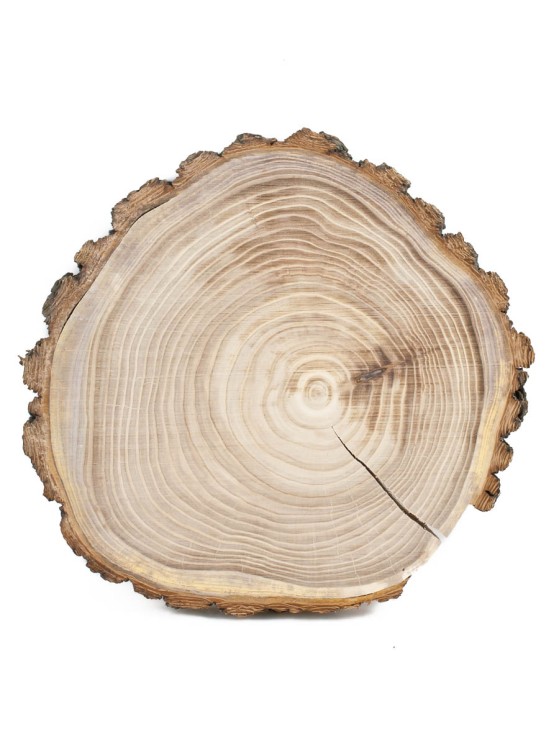 Спил дерева вяз (карагач) d 22-24 см ТВ-1444