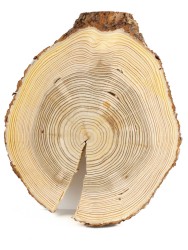 Спил дерева лиственница d 27-33 см, толщина 25-30 мм (1 шт.) ТВ-250