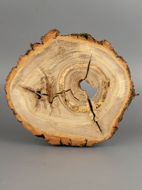 Спил дерева дуб d 17-19 см ТВ-1835