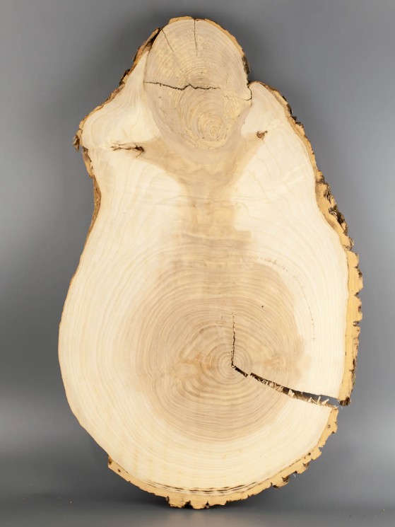 Спил дерева ясень d 32-52 см ТВ-1948