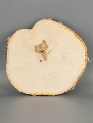 Спил дерева берёза d 17-19 см ТВ-2073