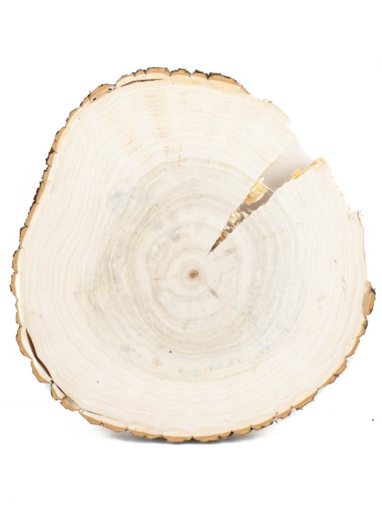 Спил дерева тополь d 27-29 см ТВ-1445