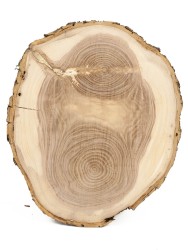 Спил дерева ясень d 21-24 см ТВ-1582