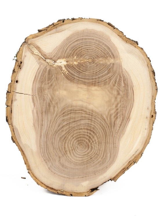 Спил дерева ясень d 21-24 см ТВ-1582