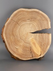 Спил дерева лиственница d 34-38 см ТВ-1949