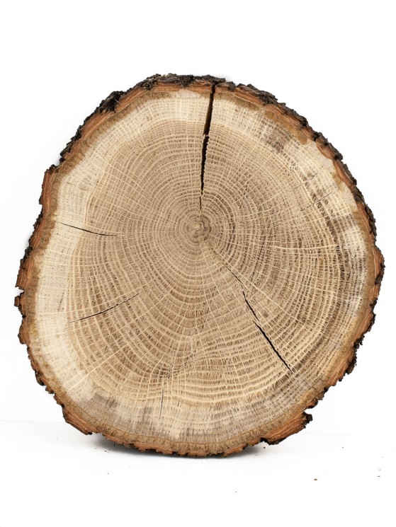 Спил дерева дуб d 16-18 см ТВ-746