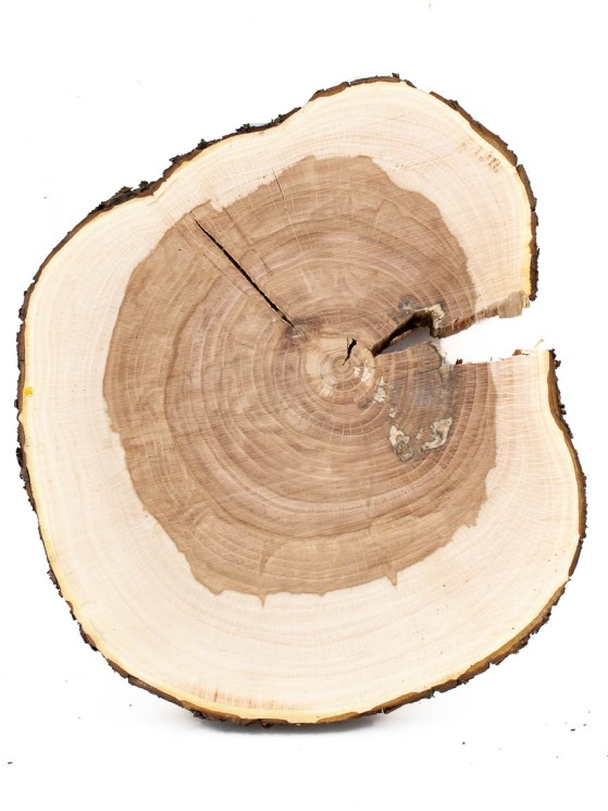 Спил дерева яблоня d 23-25 см ТВ-1215
