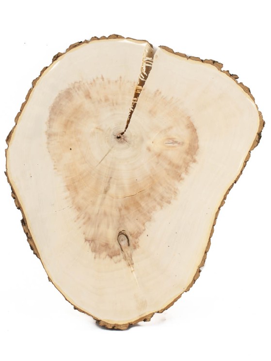 Спил дерева клён d 29-36 см, толщина 25-35 мм ТВ-446