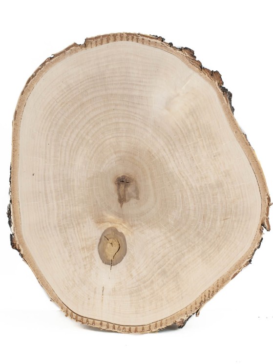 Спил дерева берёза d 24-28 см ТВ-904