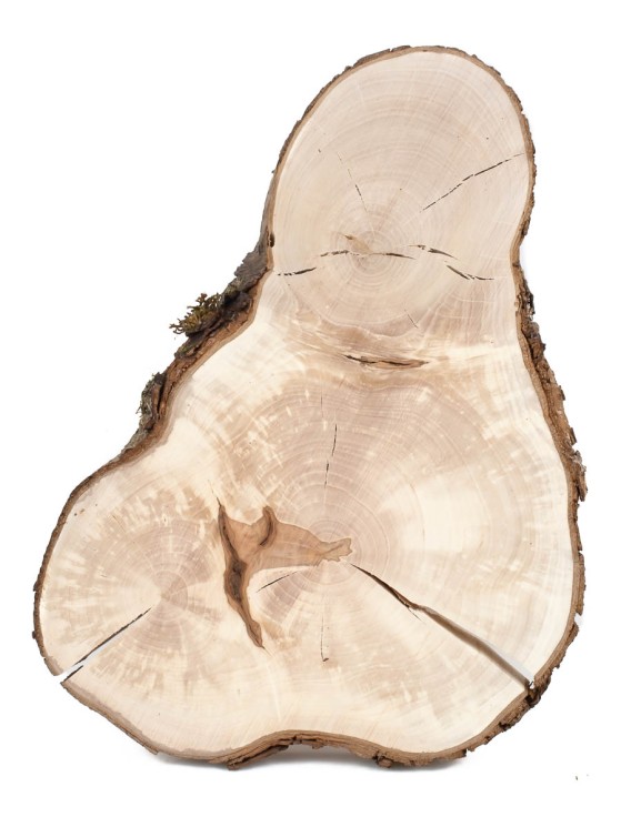 Спил дерева груша d 20-32 см ТВ-1447