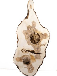 Спил дерева ива d 40-90 см ТВ-1584