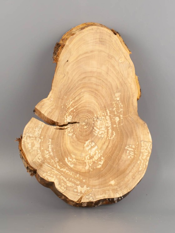 Спил дерева яблоня d 16-24 см ТВ-2035