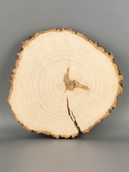 Спил дерева берёза d 21-23 см ТВ-2077