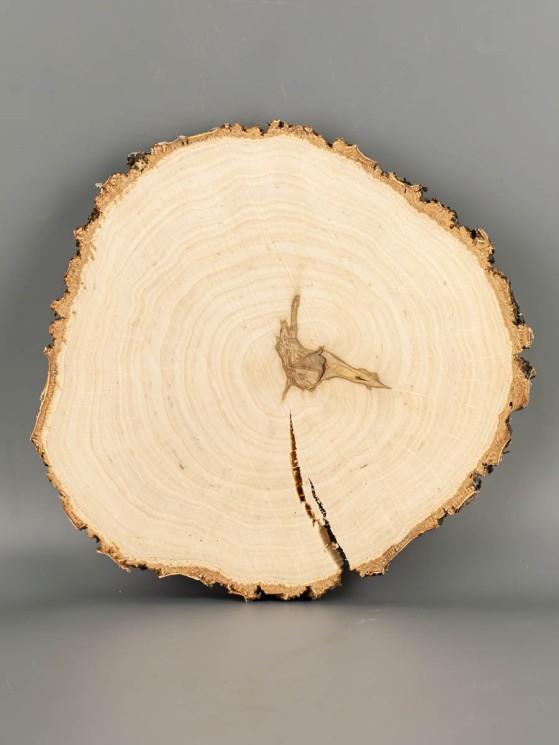 Спил дерева берёза d 21-23 см ТВ-2077