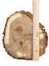 Спил дерева дуб d 18-20 см ТВ-749