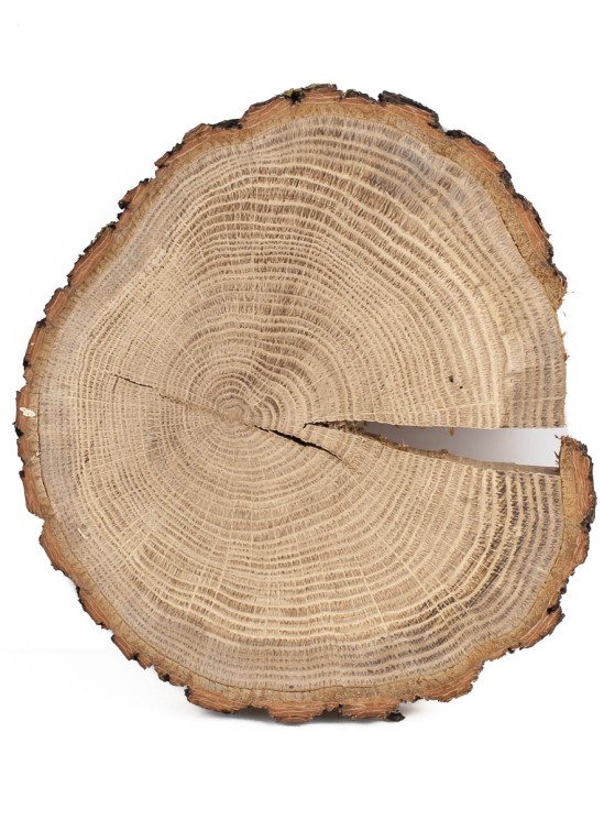 Спил дерева дуб d 17-19 см ТВ-1306