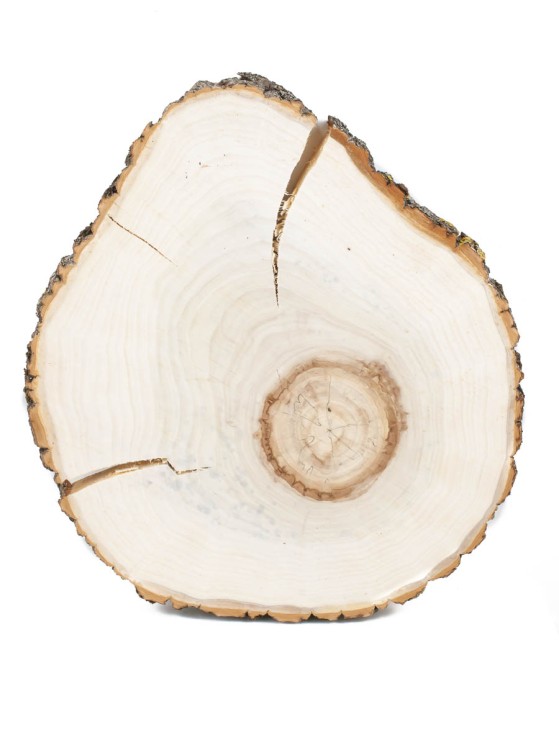 Спил дерева тополь d 33-36 см ТВ-1449