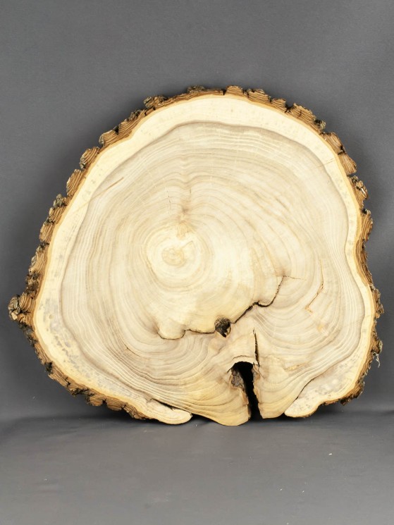 Спил дерева вяз (карагач) d 33-37 см ТВ-1665