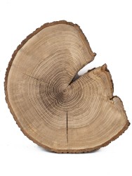 Спил дерева дуб d 29-36 см ТВ-647