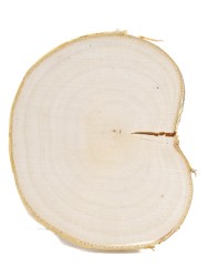 Спил дерева берёза d 12-16 см, толщина 15-17 мм ТВ-258