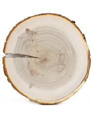 Спил дерева тополь d 25-28 см, толщина 20-21 мм ТВ-217