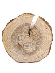 Спил дерева лиственница d 23-24 см, толщина 20-25 мм (1 шт.) ТВ-346