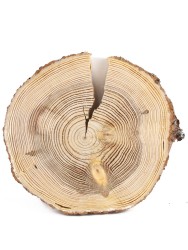 Спил дерева лиственница d 24-26см, толщина 25-28 мм (1 шт.) ТВ-296