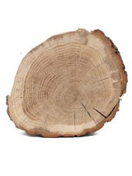 Спил дерева дуб d 14-17 см (1 шт.) ТВ-644