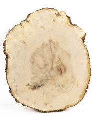 Спил дерева клён d 22-27 см. ТВ-512