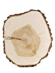 Спил дерева ива d 30-36 см, толщина 30-40 мм ТВ-238