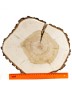 Спил дерева ива d 30-36 см, толщина 30-40 мм ТВ-238