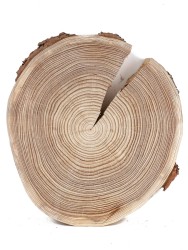 Спил дерева лиственница d 33-36 см ТВ-1196