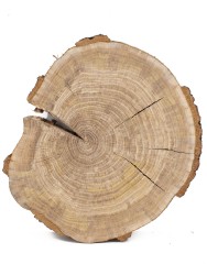 Спил дерева дуб d 24-28 см КЛ-0017